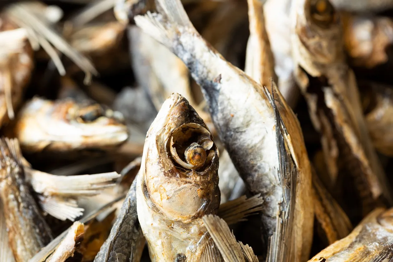 トビウオ（あごだし）